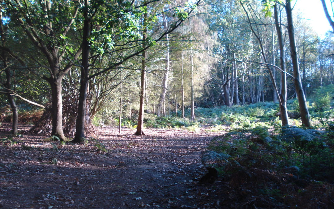 Treehouse in the woods