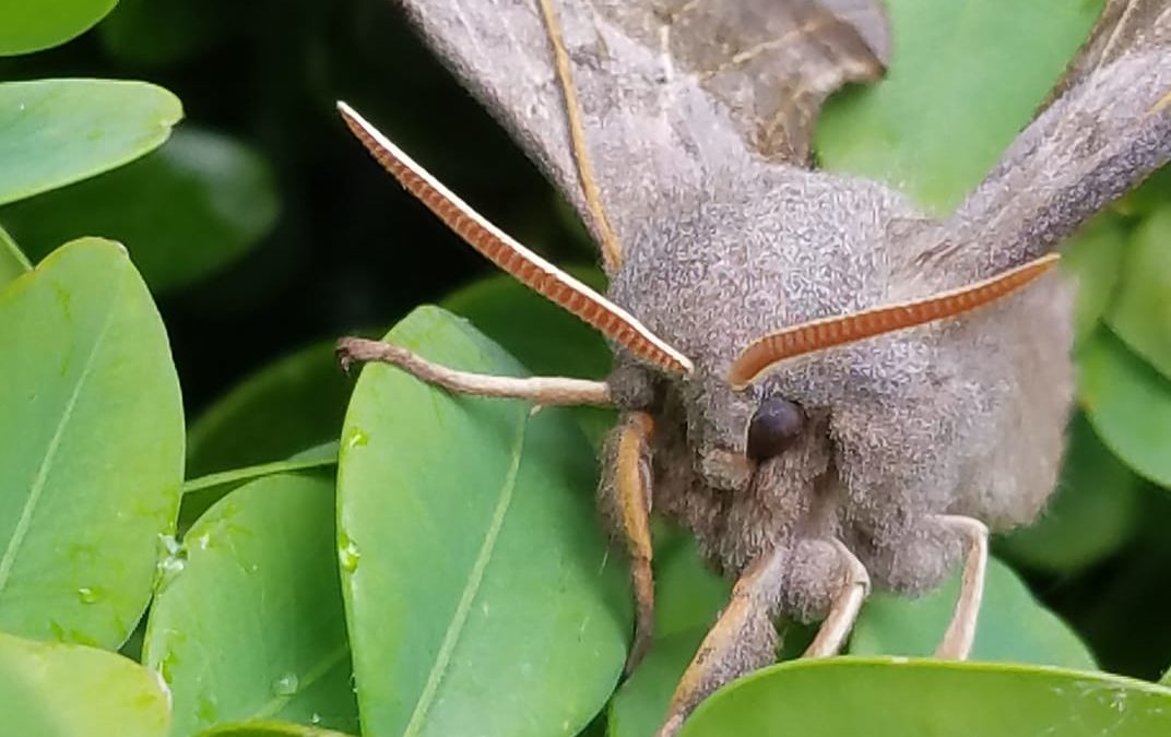 This week’s welcome visitors to Coppins Farm…..