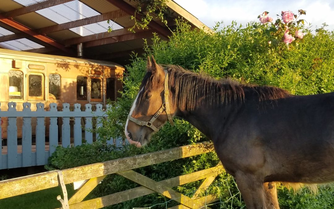 This week at Coppins ……